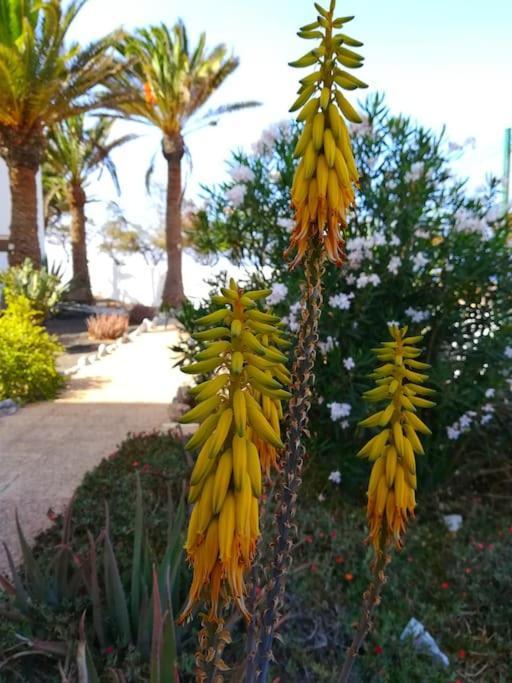 דירות קוסטה דה אנטיגואה Casa Azul מראה חיצוני תמונה